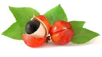 Guarana fruit is the main ingredient of Giant
